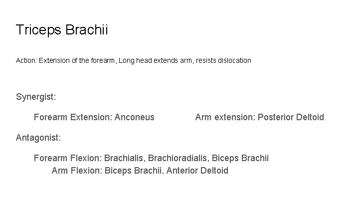 Triceps Brachii Action: Extension of the forearm, Long head extends arm, resists dislocation Synergist: