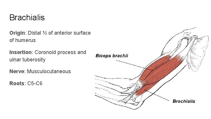 Brachialis Origin: Distal ½ of anterior surface of humerus Insertion: Coronoid process and ulnar