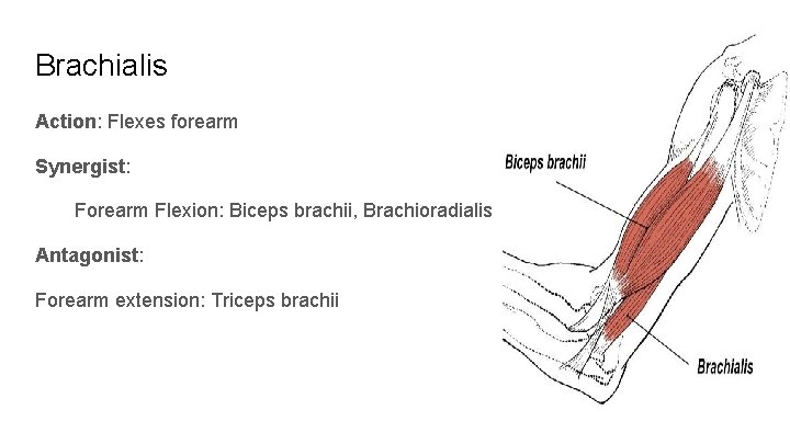 Brachialis Action: Flexes forearm Synergist: Forearm Flexion: Biceps brachii, Brachioradialis Antagonist: Forearm extension: Triceps