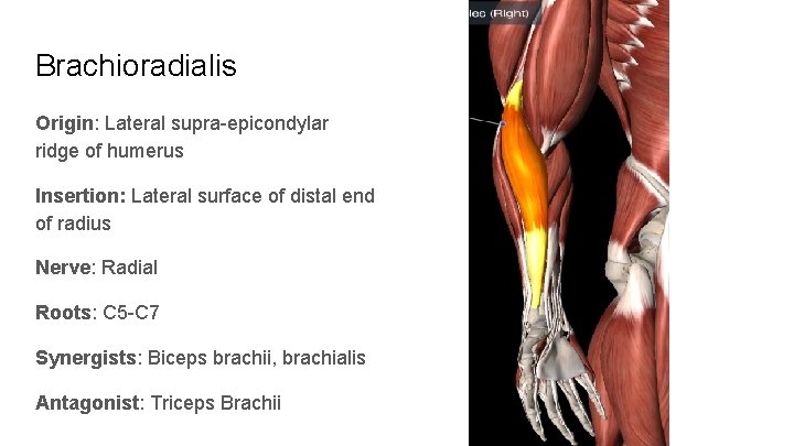 Brachioradialis Origin: Lateral supra-epicondylar ridge of humerus Insertion: Lateral surface of distal end of