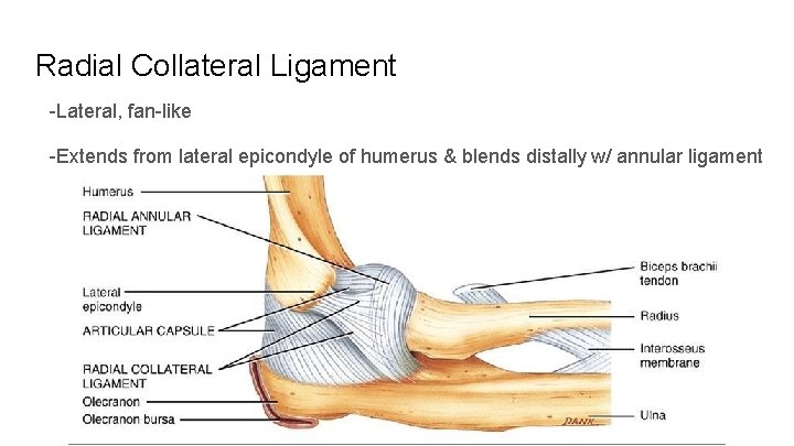 Radial Collateral Ligament -Lateral, fan-like -Extends from lateral epicondyle of humerus & blends distally