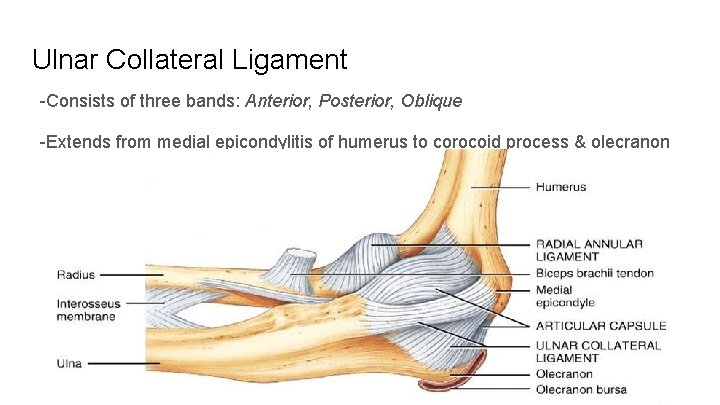 Ulnar Collateral Ligament -Consists of three bands: Anterior, Posterior, Oblique -Extends from medial epicondylitis