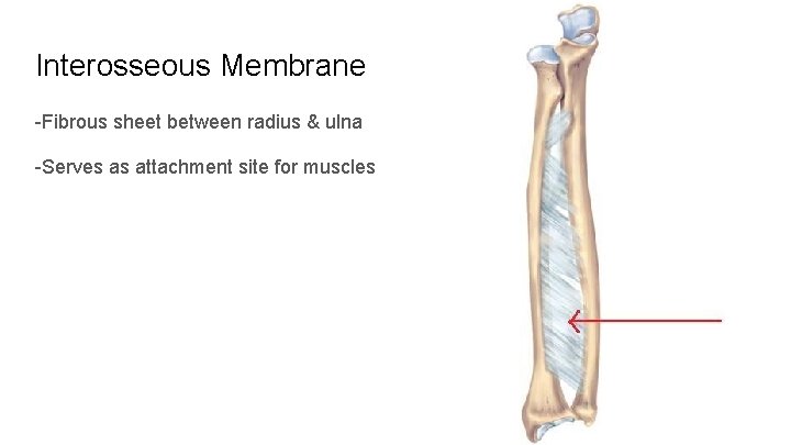 Interosseous Membrane -Fibrous sheet between radius & ulna -Serves as attachment site for muscles