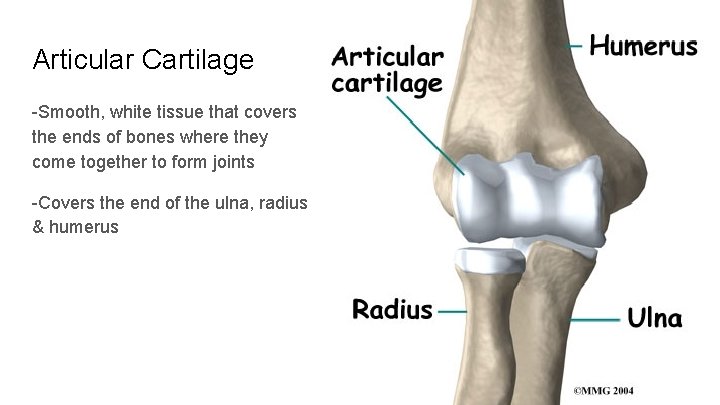 Articular Cartilage -Smooth, white tissue that covers the ends of bones where they come