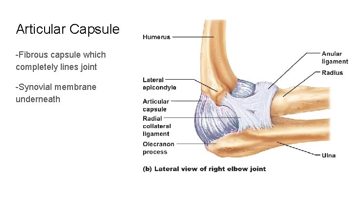 Articular Capsule -Fibrous capsule which completely lines joint -Synovial membrane underneath 