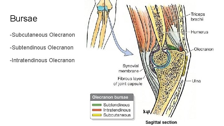 Bursae -Subcutaneous Olecranon -Subtendinous Olecranon -Intratendinous Olecranon 