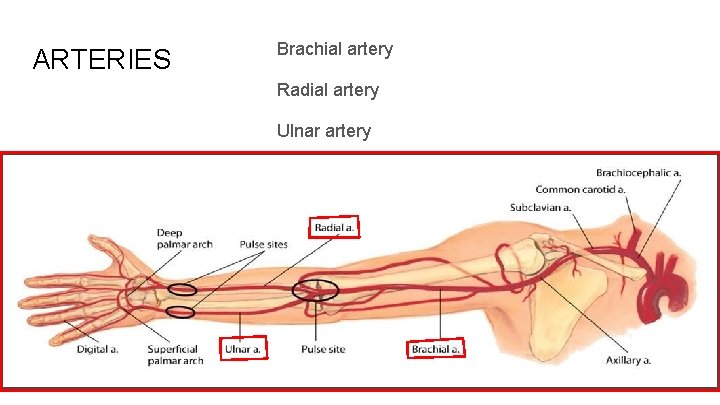 ARTERIES Brachial artery Radial artery Ulnar artery 