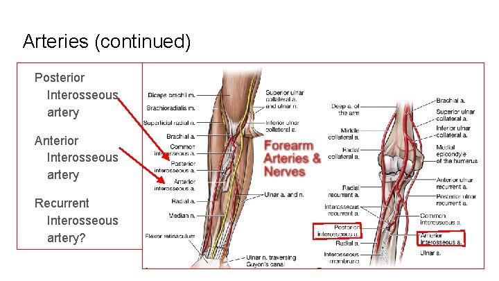 Arteries (continued) Posterior Interosseous artery Anterior Interosseous artery Recurrent Interosseous artery? 