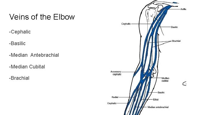 Veins of the Elbow -Cephalic -Basilic -Median Antebrachial -Median Cubital -Brachial 