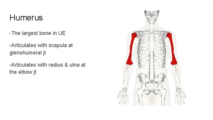 Humerus -The largest bone in UE -Articulates with scapula at glenohumeral jt -Articulates with