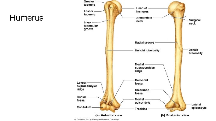 Humerus 