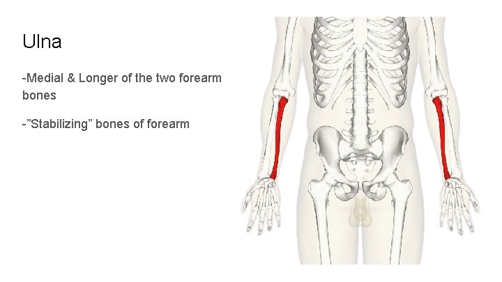 Ulna -Medial & Longer of the two forearm bones -”Stabilizing” bones of forearm 