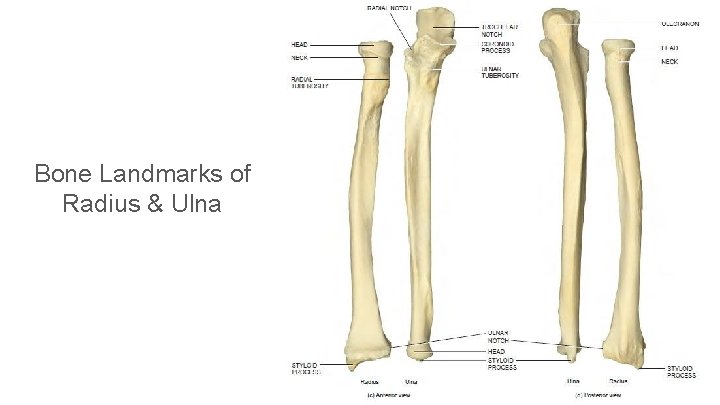 Bone Landmarks of Radius & Ulna 