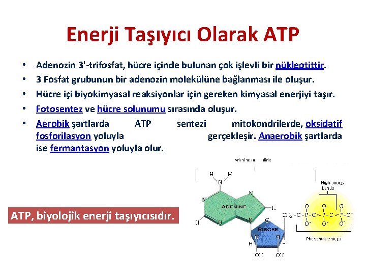 Enerji Taşıyıcı Olarak ATP • • • Adenozin 3'-trifosfat, hücre içinde bulunan çok işlevli