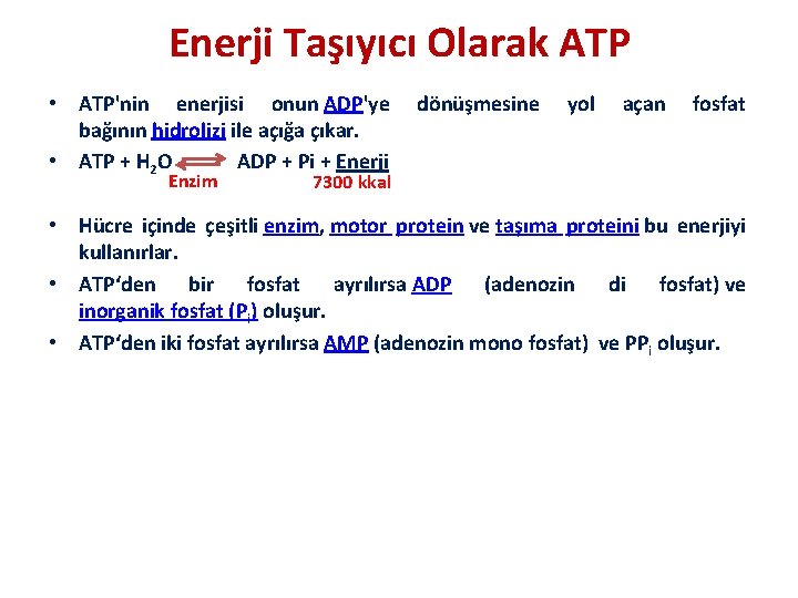 Enerji Taşıyıcı Olarak ATP • ATP'nin enerjisi onun ADP'ye dönüşmesine yol açan fosfat bağının