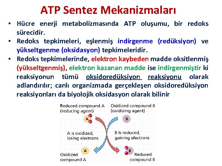 ATP Sentez Mekanizmaları • Hücre enerji metabolizmasında ATP oluşumu, bir redoks sürecidir. • Redoks