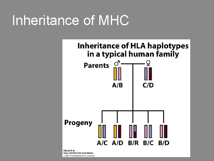 Inheritance of MHC 