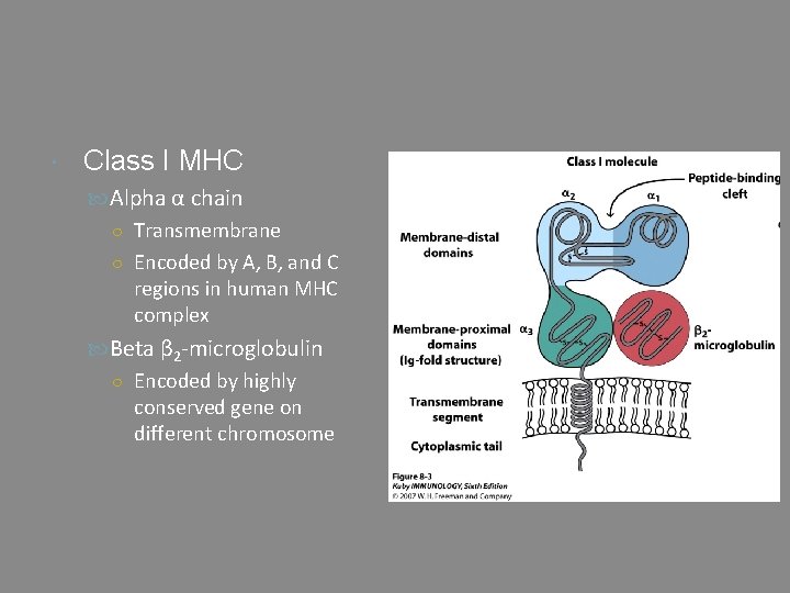  Class I MHC Alpha α chain ○ Transmembrane ○ Encoded by A, B,