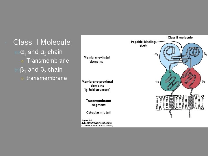  Class II Molecule α 1 and α 2 chain ○ Transmembrane β 1