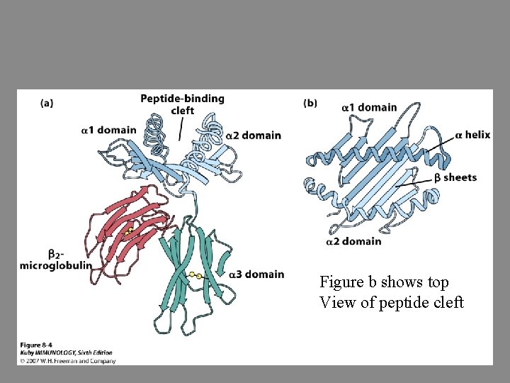 Figure b shows top View of peptide cleft 