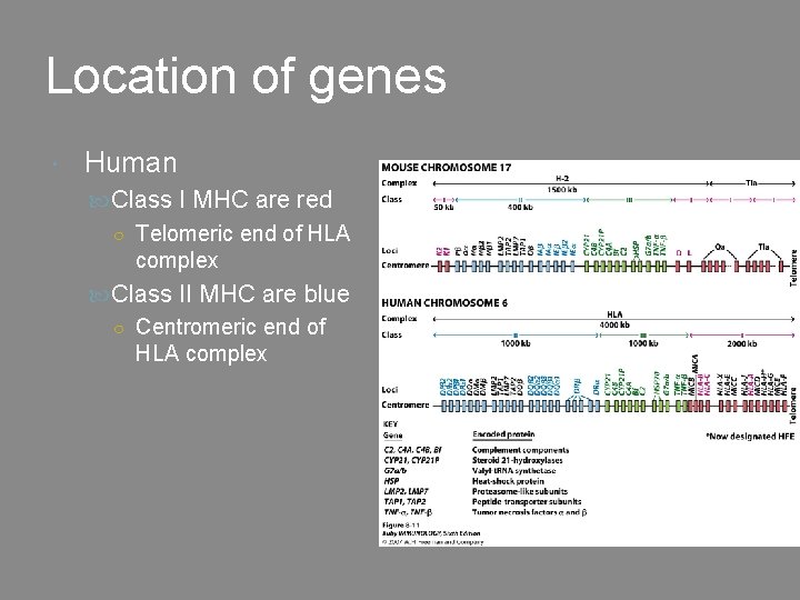 Location of genes Human Class I MHC are red ○ Telomeric end of HLA