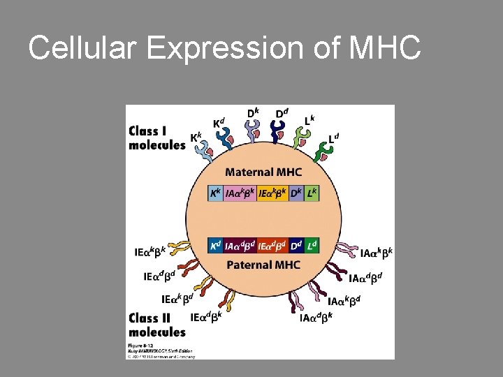 Cellular Expression of MHC 