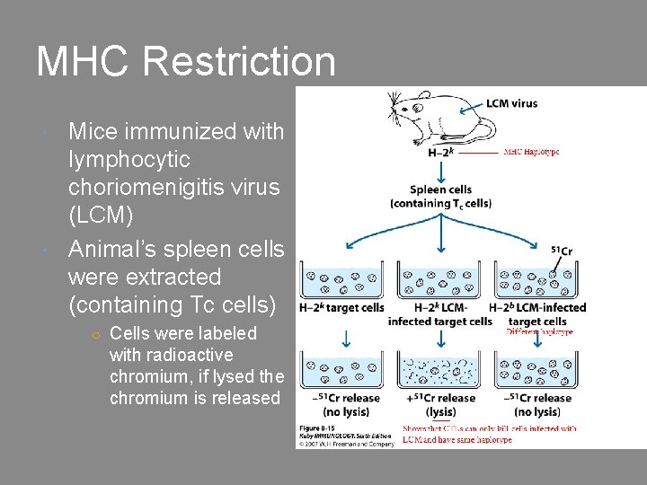 MHC Restriction Mice immunized with lymphocytic choriomenigitis virus (LCM) Animal’s spleen cells were extracted