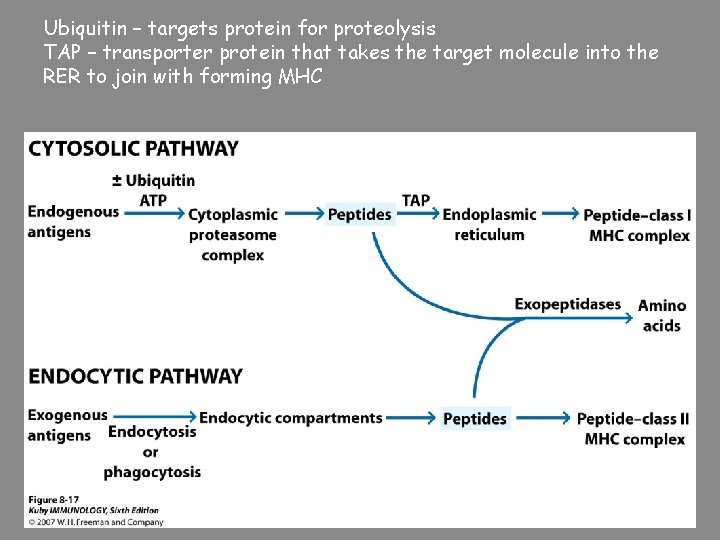 Ubiquitin – targets protein for proteolysis TAP – transporter protein that takes the target