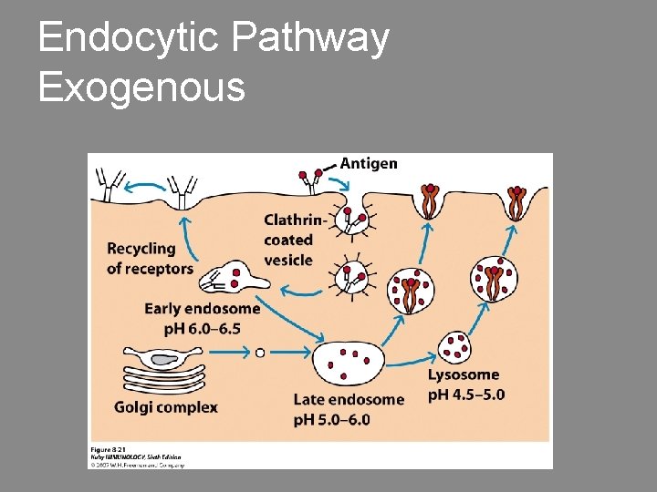 Endocytic Pathway Exogenous 