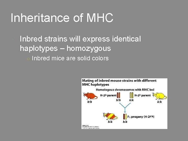 Inheritance of MHC Inbred strains will express identical haplotypes – homozygous ○ Inbred mice