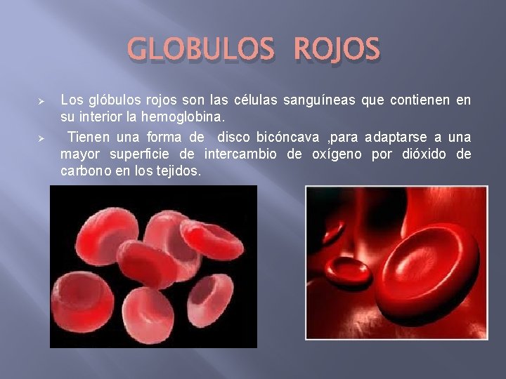 GLOBULOS ROJOS Ø Ø Los glóbulos rojos son las células sanguíneas que contienen en