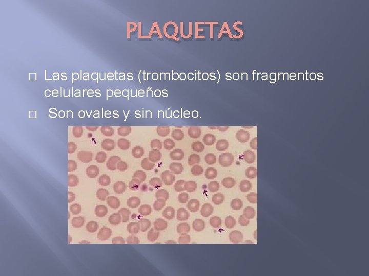 PLAQUETAS � � Las plaquetas (trombocitos) son fragmentos celulares pequeños Son ovales y sin