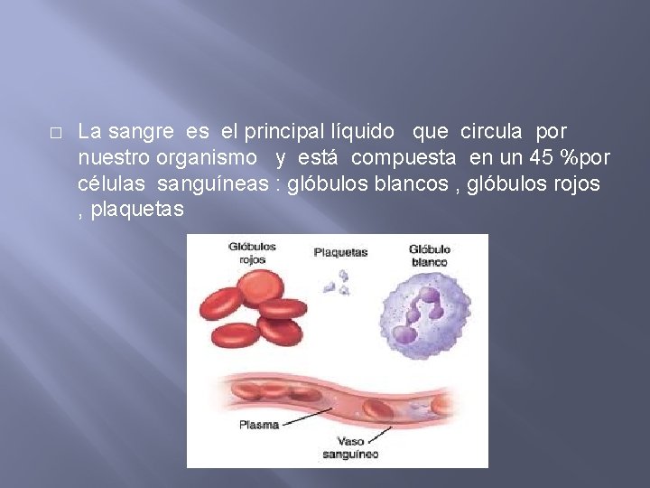 � La sangre es el principal líquido que circula por nuestro organismo y está