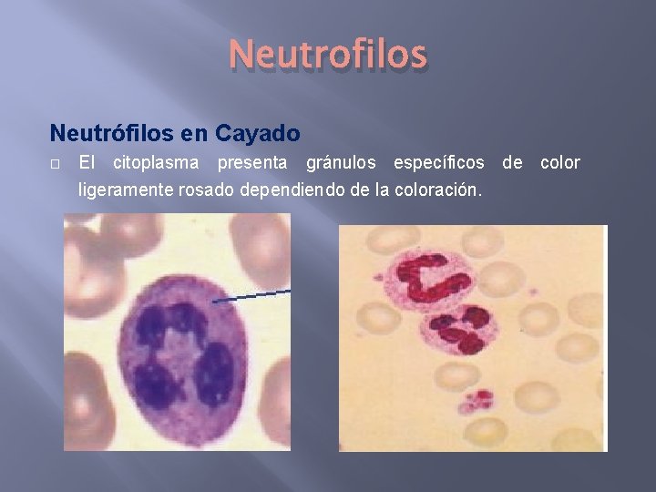 Neutrofilos Neutrófilos en Cayado � El citoplasma presenta gránulos específicos de color ligeramente rosado