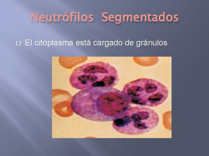 Neutrófilos Segmentados � El citoplasma está cargado de gránulos 