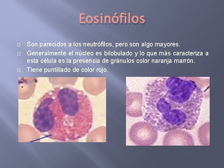 Eosinófilos � � � Son parecidos a los neutrófilos, pero son algo mayores. Generalmente