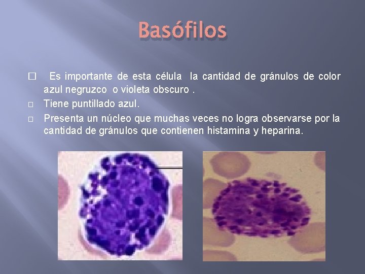 Basófilos � � � Es importante de esta célula la cantidad de gránulos de