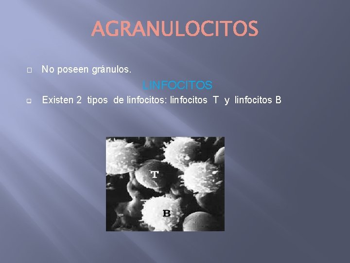 � No poseen gránulos. LINFOCITOS q Existen 2 tipos de linfocitos: linfocitos T y