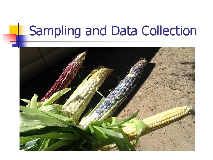 Sampling and Data Collection 