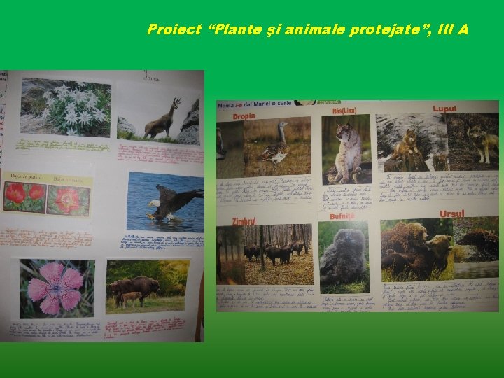 Proiect “Plante şi animale protejate”, III A 