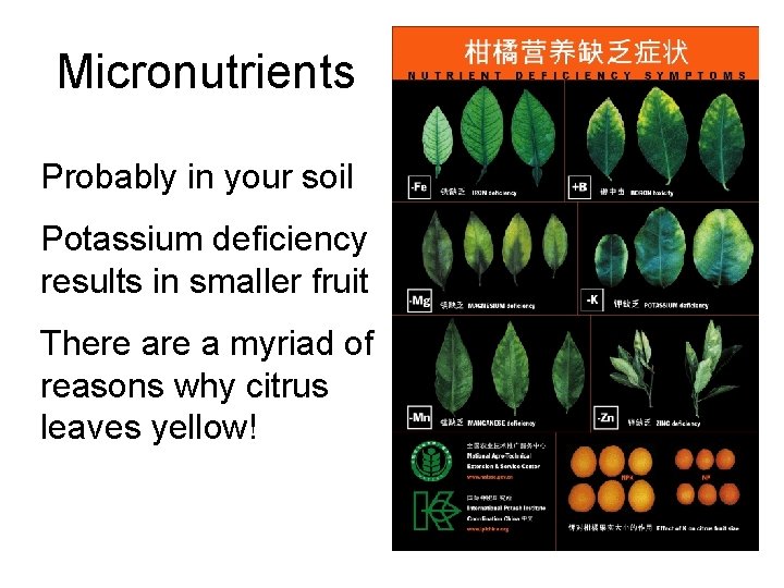 Micronutrients Probably in your soil Potassium deficiency results in smaller fruit There a myriad