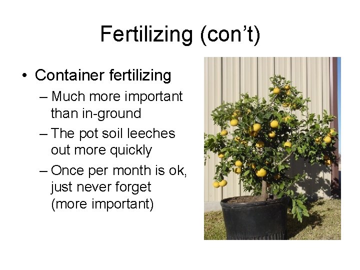 Fertilizing (con’t) • Container fertilizing – Much more important than in-ground – The pot
