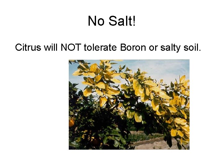 No Salt! Citrus will NOT tolerate Boron or salty soil. 