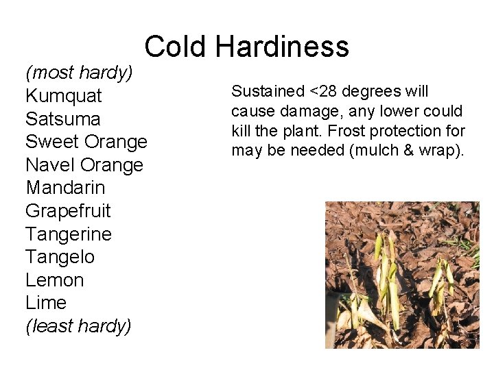 Cold Hardiness (most hardy) Kumquat Satsuma Sweet Orange Navel Orange Mandarin Grapefruit Tangerine Tangelo