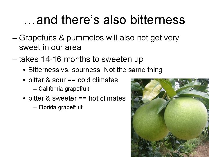 …and there’s also bitterness – Grapefuits & pummelos will also not get very sweet
