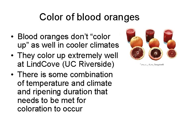 Color of blood oranges • Blood oranges don’t “color up” as well in cooler