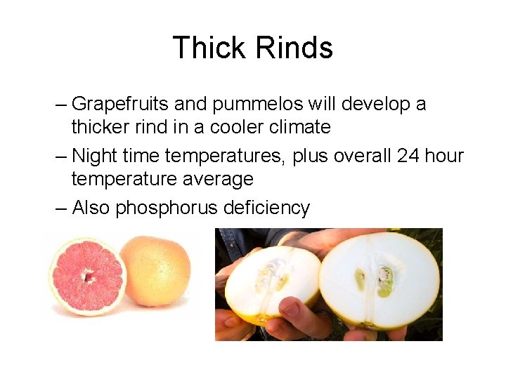 Thick Rinds – Grapefruits and pummelos will develop a thicker rind in a cooler