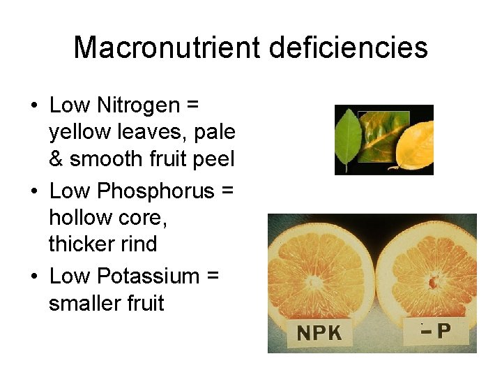 Macronutrient deficiencies • Low Nitrogen = yellow leaves, pale & smooth fruit peel •