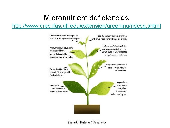 Micronutrient deficiencies http: //www. crec. ifas. ufl. edu/extension/greening/ndccg. shtml 