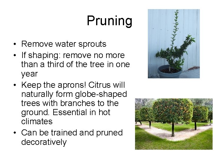 Pruning • Remove water sprouts • If shaping: remove no more than a third